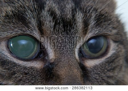 Acute Glaucoma In Adult Cat, Intraocular Presure Increased And Blind At Presentation, Keratic Precip