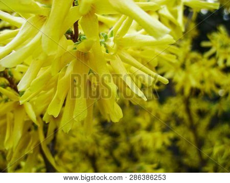 Korean Forsythia Forsythia Ovata In Spring Garden. Forcing Forsythia, Forsythia , Shrub. Spring Flow