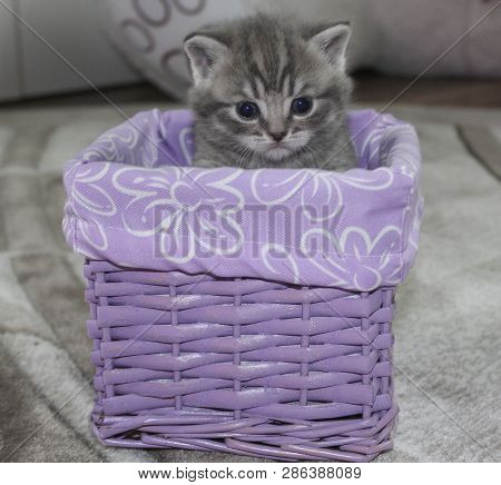 British Kitten Sitting In A Basket. Pets