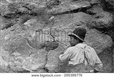 Fossil bison skull buried in the limestone tufa of Ehringsdorf near Taubach, vintage photo. From the Universe and Humanity, 1910.
