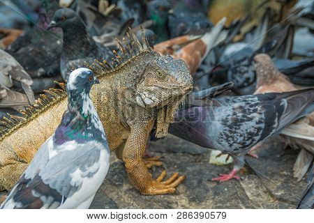 Birds Of A Feather Flock Together On A Cobblestone Street