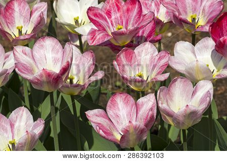 Tulipa Of The Fosteriana Hit Parade  Species On A Flowerbed.
