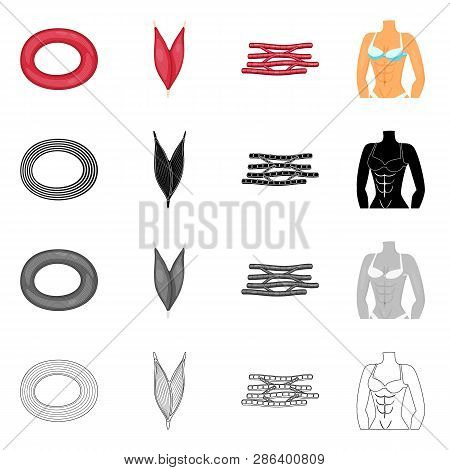 Vector Illustration Of Fiber And Muscular Icon. Set Of Fiber And Body  Vector Icon For Stock.