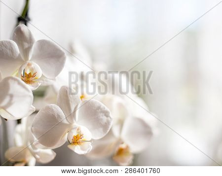 White Orchid Isolated Onon Blurred Background. Soft Lovely Flowers Are Seen In An Artistic Compositi