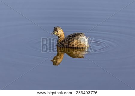 Little Grebe In Llobregat Delta, Catalonia, Spain