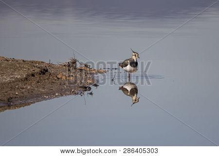 Bird Lapwings In Llobregat Delta, Catalonia Spain