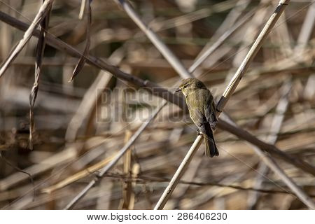 Common Chiffchaff In Llobregat Delta, Catalonia, Spain