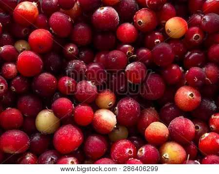 Cranberry. Cranberry Background. Healthy Food For Genitourinary System