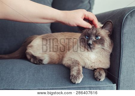 Grumpy Unhappy Colorpoint Blue-eyed Cat Lying On Couch Sofa. Owner Petting Touching Fluffy Domestic 