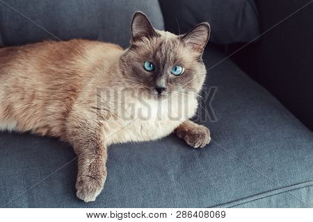 Beautiful Colorpoint Blue-eyed Cat Lying On Couch Sofa Looking In Camera. Fluffy Hairy Domestic Pet 