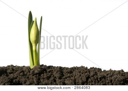 Plant