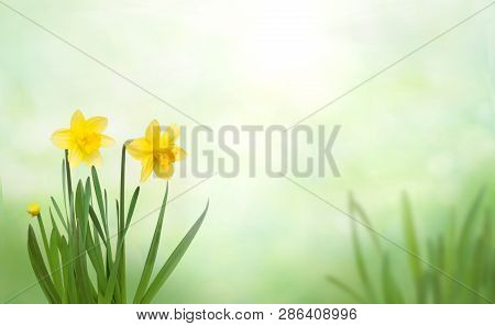 Beautiful Nature Spring Background. Spring Flowers. Nature Scene With Blooming Yellow Daffodil Flowe