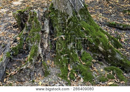 Image Of The Hoia Baciu Forest, One Of The Most Haunted Forest In The World In  Cluj-napoca, Transyl