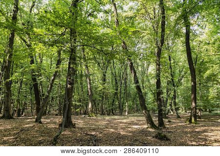 Image Of The Hoia Baciu Forest, One Of The Most Haunted Forest In The World In  Cluj-napoca, Transyl