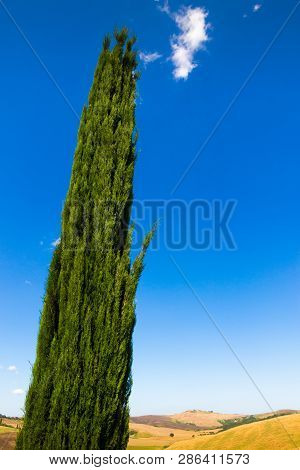 Cypresse On A Hill Near Asciano In Crete Senesi, Tuscany, Italy
