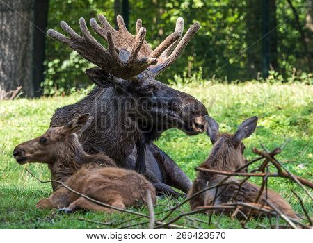 European Moose, Alces Alces, Also Known As The Elk. Wild Life Animal.