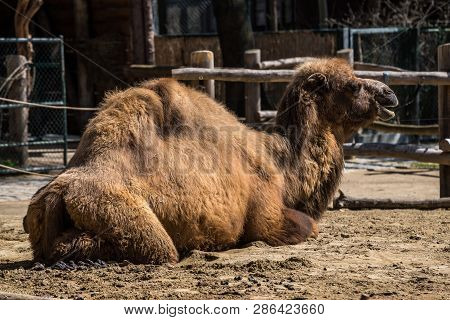 The Bactrian Camels, Camelus Bactrianus Is A Large, Even-toed Ungulate Native To The Steppes Of Cent