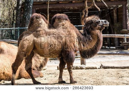 The Bactrian Camels, Camelus Bactrianus Is A Large, Even-toed Ungulate Native To The Steppes Of Cent