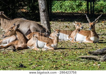 Indian Blackbuck, Antelope Cervicapra Or Indian Antelope. The Blackbuck Inhabits Grassy Plains And S