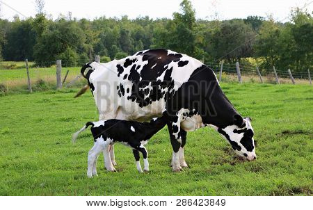 Holstein Cow And Newborn Calf Side By Side In The Field With Their Tails Waving