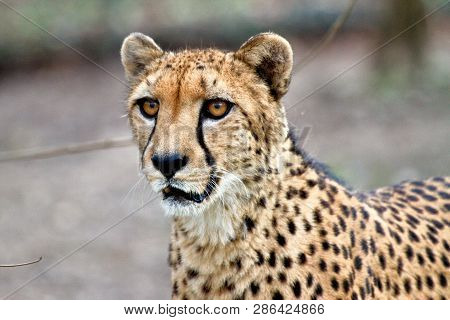 The Cheetah, Acinonyx Jubatus Is A Large Cat Of The Subfamily Felinae That Occurs In Southern, North
