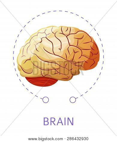 Brain Internal Organ Isolated Icon Nervious System