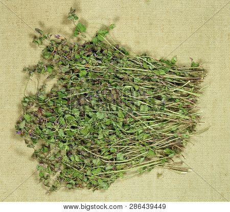 Glechoma Hederacea. Dry Herbs For Use In Alternative Medicine, Phytotherapy, Spa, Herbal Cosmetics. 