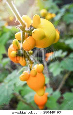 Titty Nipple Fruit Yellow Eggplant On Tree In The Garden / Solanum Mammosum Thorny Popolo