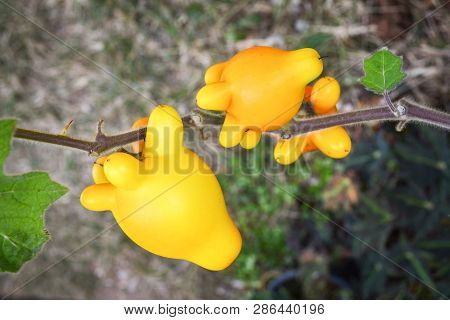 Titty Nipple Fruit Yellow Eggplant On Tree In The Garden / Solanum Mammosum Thorny Popolo