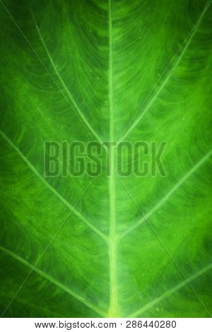 Close Up Of Detail Green Leaf Caladium Alocasia Macrorrhizos Leaves Elephant Ears Plant