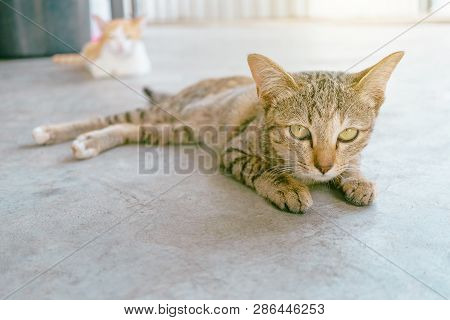 Cat Waking Up, Cats Yawn Because They Just Woke Up, Two Little Cats On A Soft Mattress.