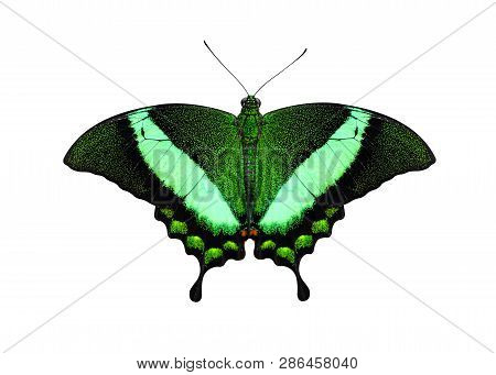 Tropical Butterfly Emerald Swallowtail Or Green-banded Peacock, (papilio Palinurus) Isolated On A Wh