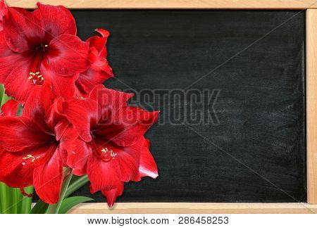 Red Amaryllis Flowers On Wooden Desk With Copy Spece.