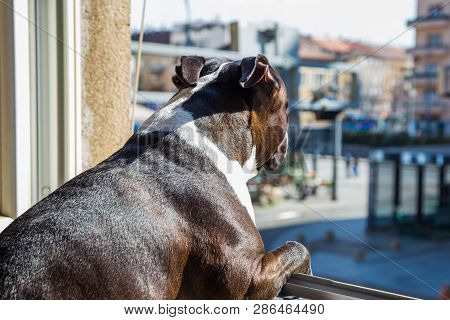 Big Beautiful Stafford Dog At Home, Sitting On Wondow And Looking On Street