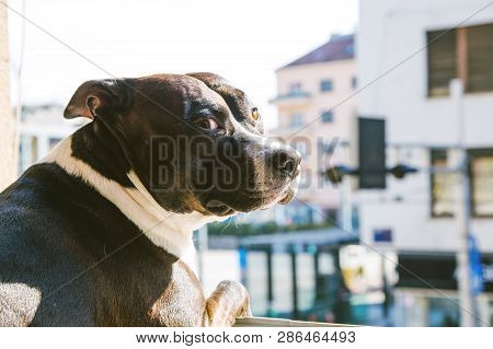 Big Beautiful Stafford Dog At Home, Sitting On Wondow And Looking On Street