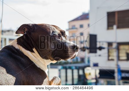 Big Beautiful Stafford Dog At Home, Sitting On Wondow And Looking On Street