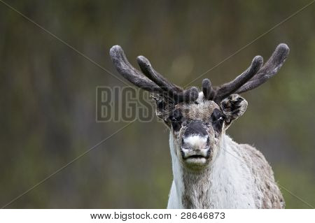 reindeer portrait