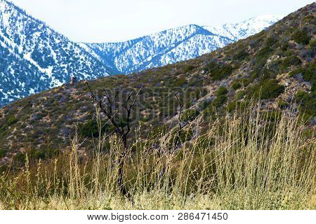Arid Landscape Including Grasslands With Snow Capped Mountains Beyond Where The Desert Meets Mountai