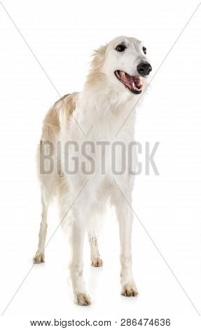 White Borzoi In Front Of White Background
