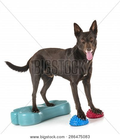 Australian Kelpie In Front Of White Background