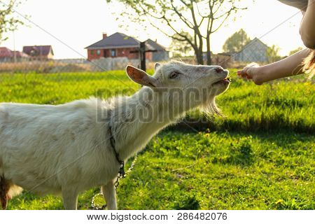 Girl In Meadow Feeding Goat. Spring And Summer