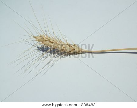 Trigo