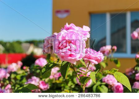 Beautiful Blossoming Rose Bush Near House Outdoors