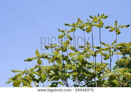 Japanin whitebark magnolia lehdet