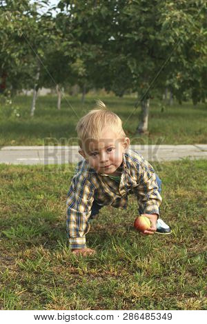Little Toddler Boy Eating Red Apple In Orchard