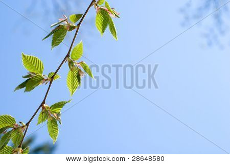 Foglie verdi fresche