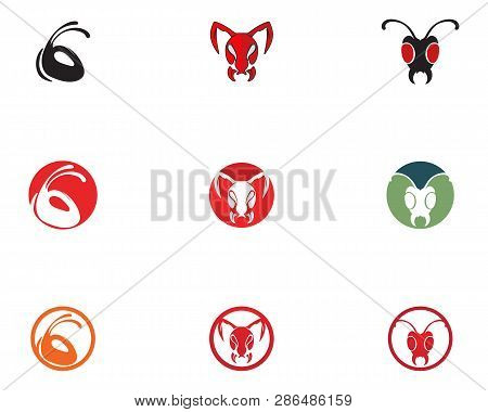 Ant Head Logo Template Vector Illustration