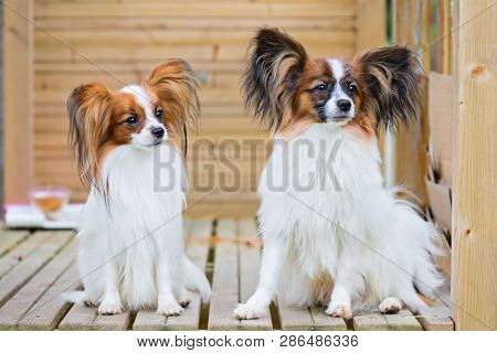 Outdoor Portrait Of A Papillon Purebreed Dogs