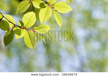 Foglie verdi in foresta