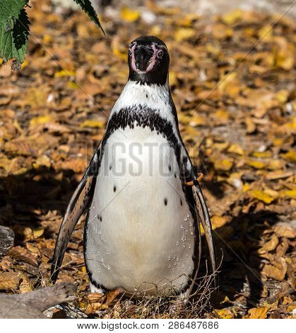 The Humboldt Penguin, Spheniscus Humboldti Also Termed Peruvian Penguin, Or Patranca Is A South Amer